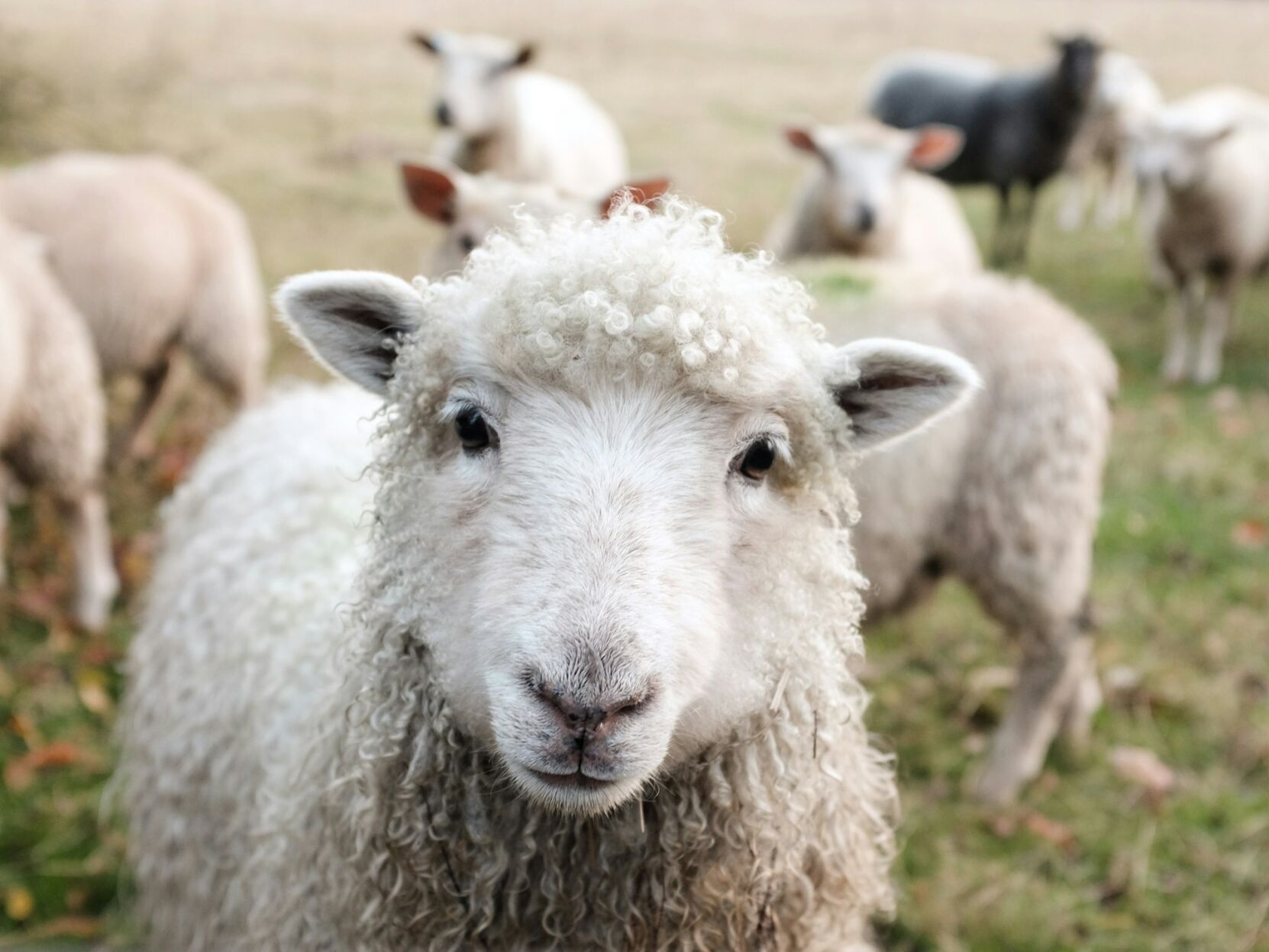 Sheep helped spread early form of the plague thousands of years ago